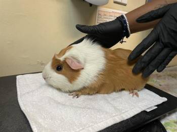 Rescue Guinea Pig Guinea Pigs for Adoption in Pasadena, California - CANELA | PetCurious